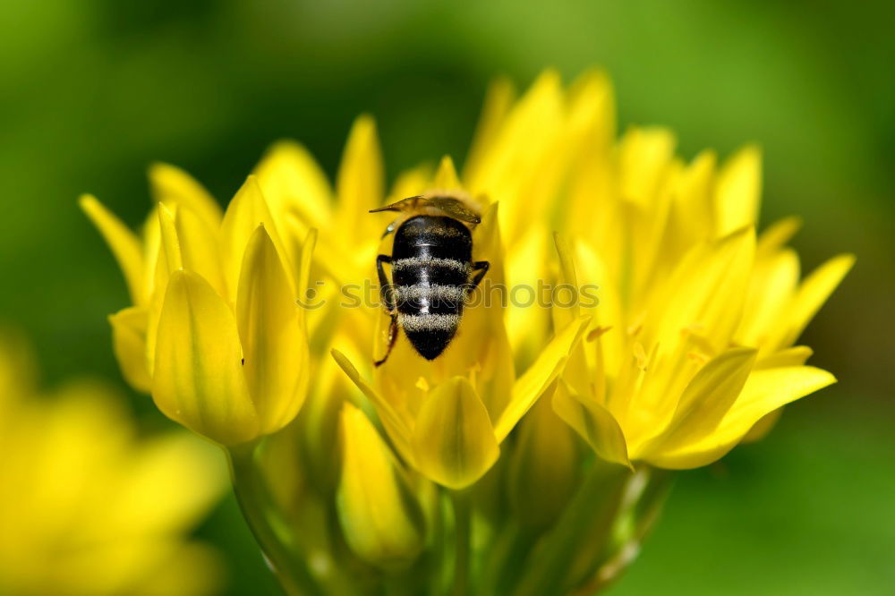 Similar – Dandelion with insects