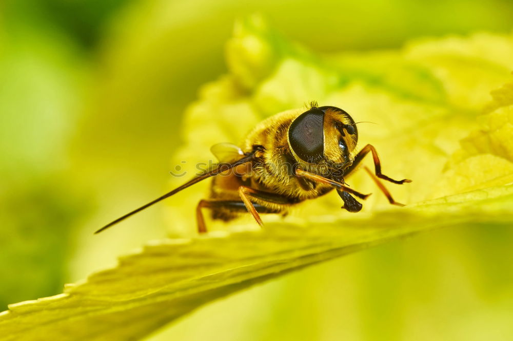 Clap your hands Wasps