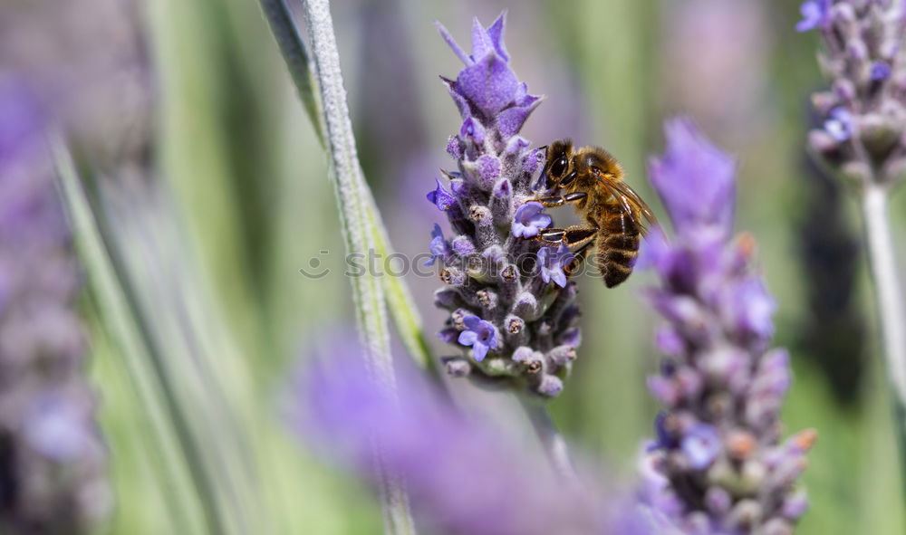 Similar – Image, Stock Photo busy bee Summer Nature