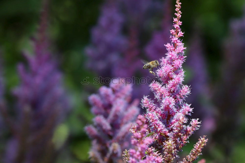 Similar – Foto Bild Lavandula angustifolia in quer