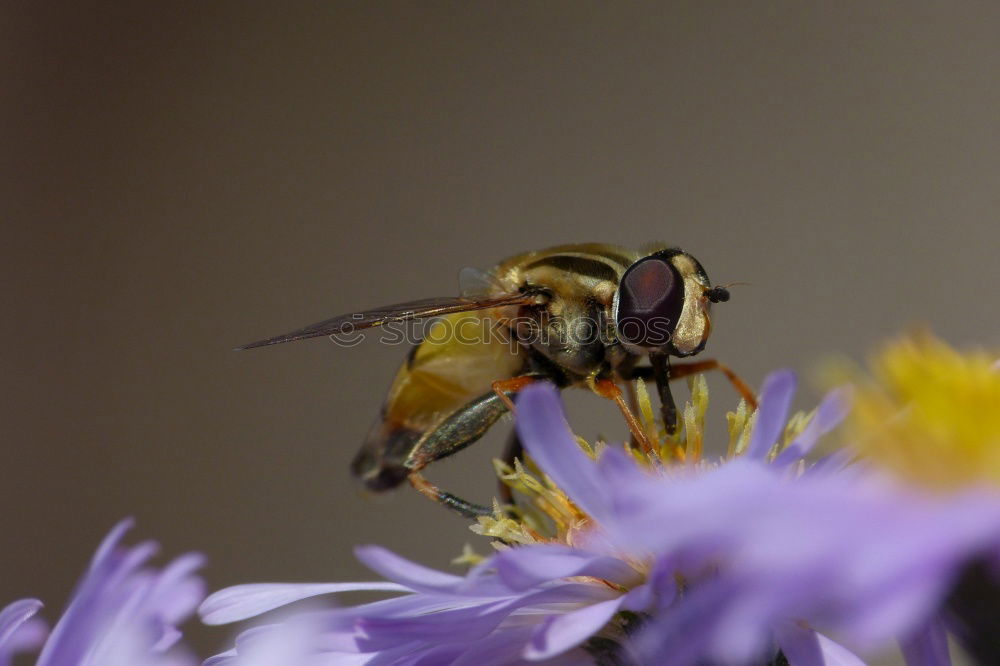 Similar – hump Bee Animal Nature