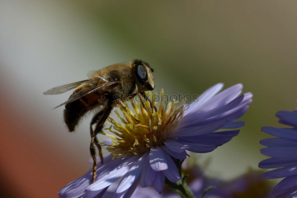 Similar – Bumblebee in blue