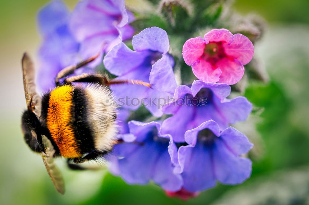 Similar – Ladybird on a blue flower