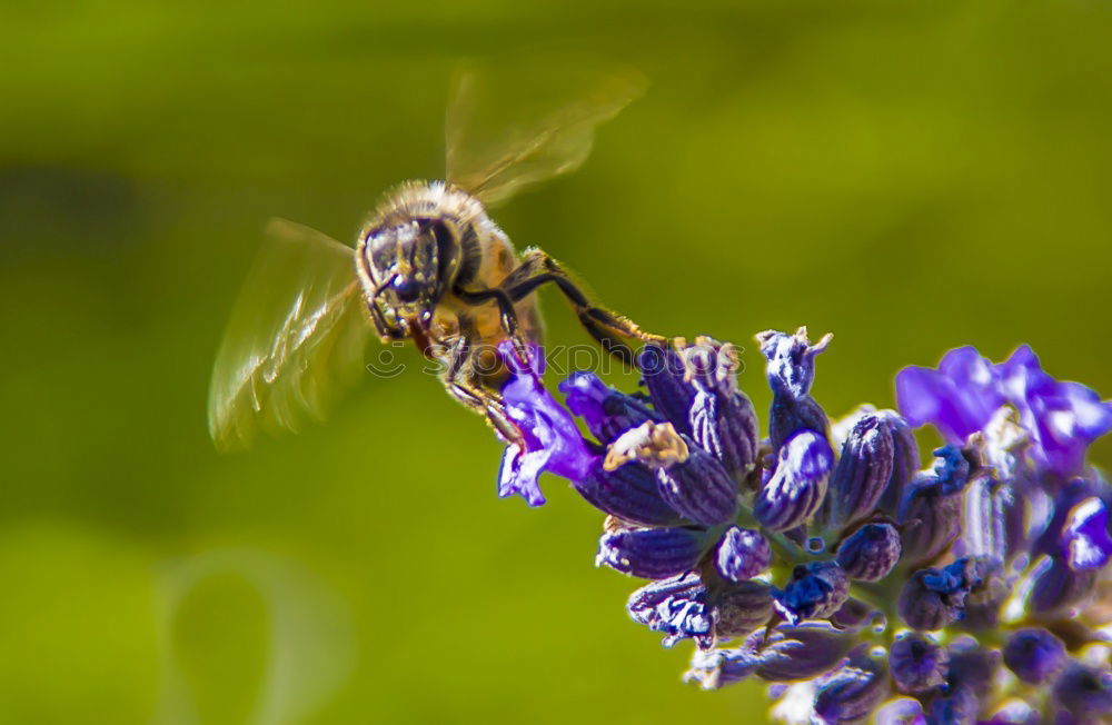 Similar – Image, Stock Photo Spring on approach