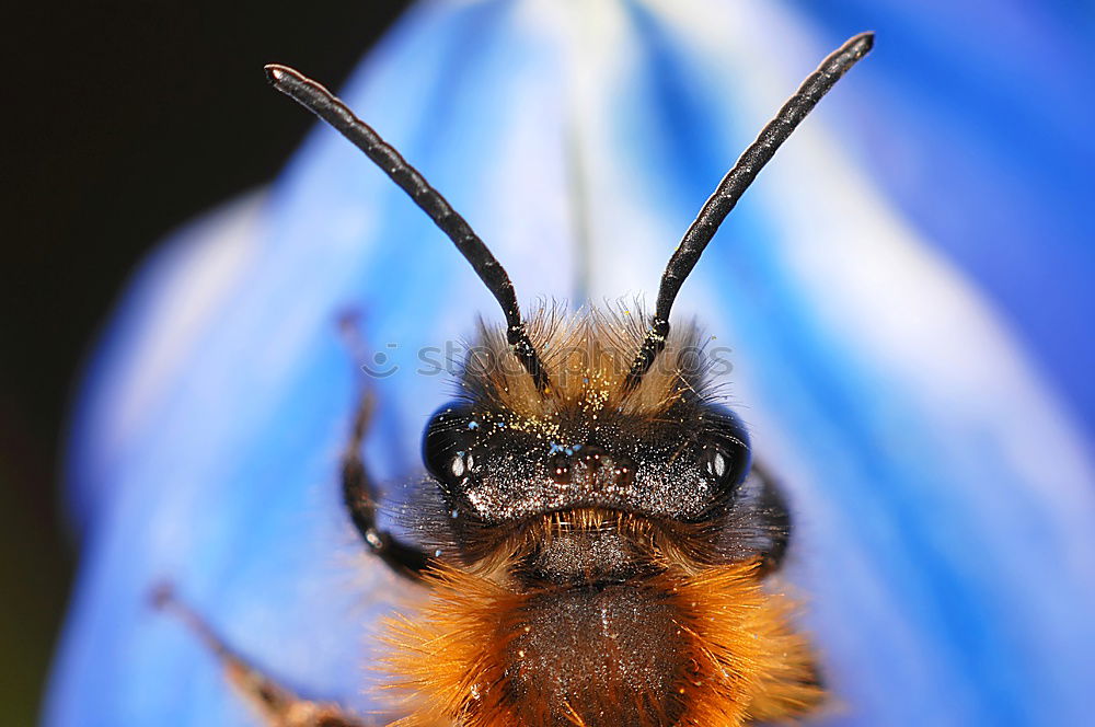 Similar – Bumblebee in blue