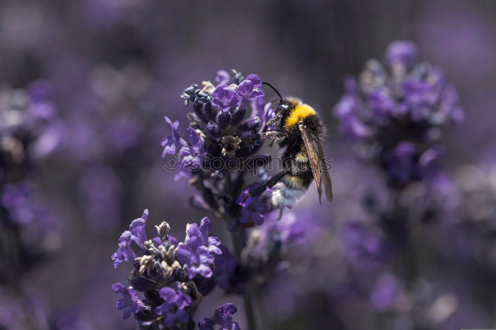 Similar – summer life Bumble bee