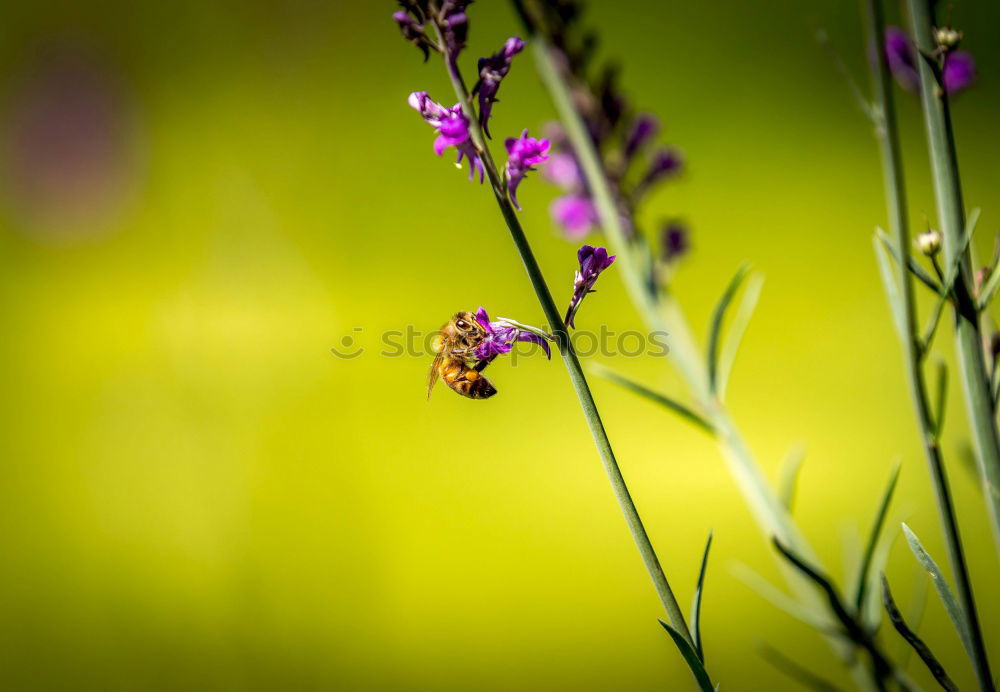 Similar – Image, Stock Photo sunny day Environment