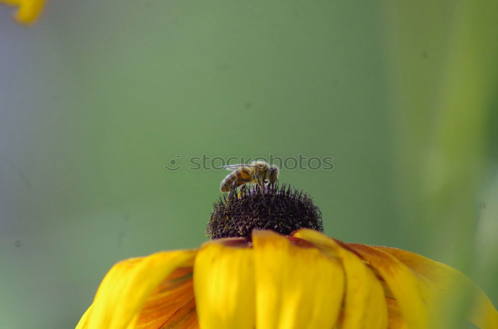 Similar – Image, Stock Photo continue story : Windenschwärmer_01 (Agrius convolvuli)