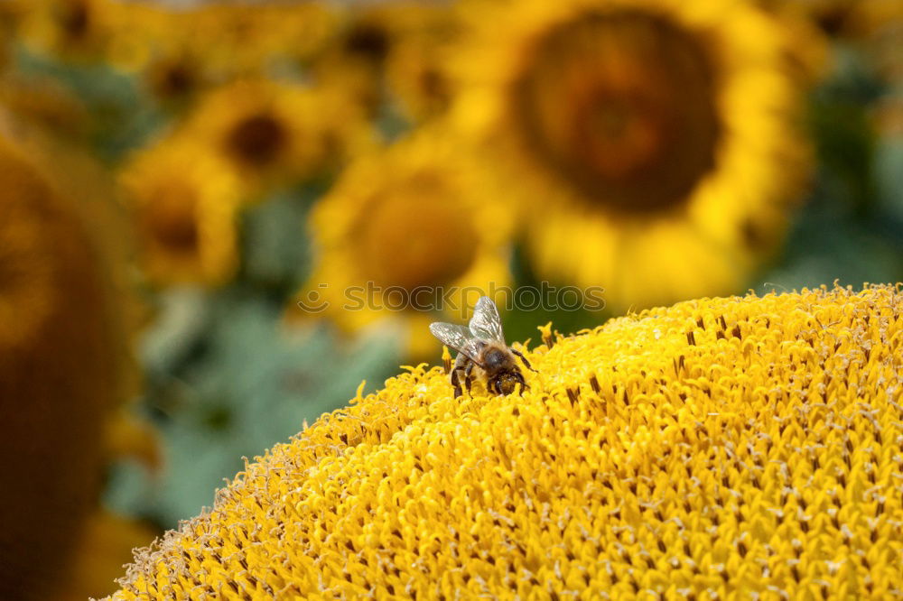 Similar – Image, Stock Photo Honey bee covered with yellow pollen collecting sunflower nectar