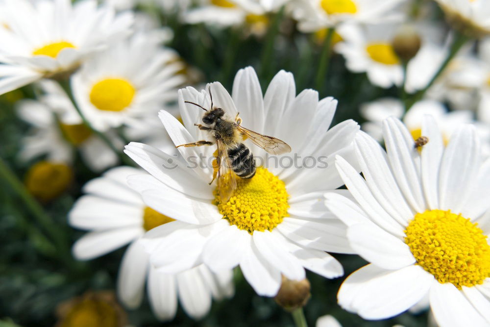 brummer sucht süßes Sommer