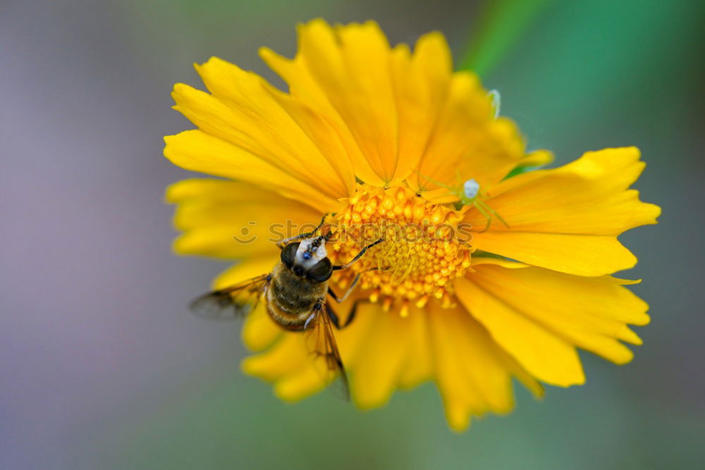 Similar – Dandelion with insects