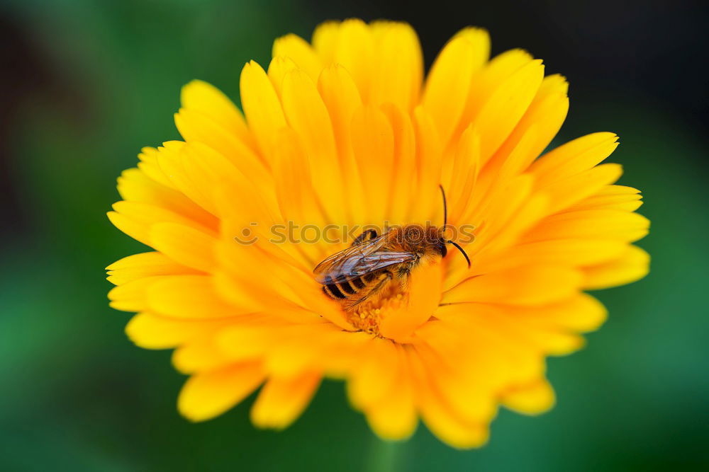 Dandelion with insects