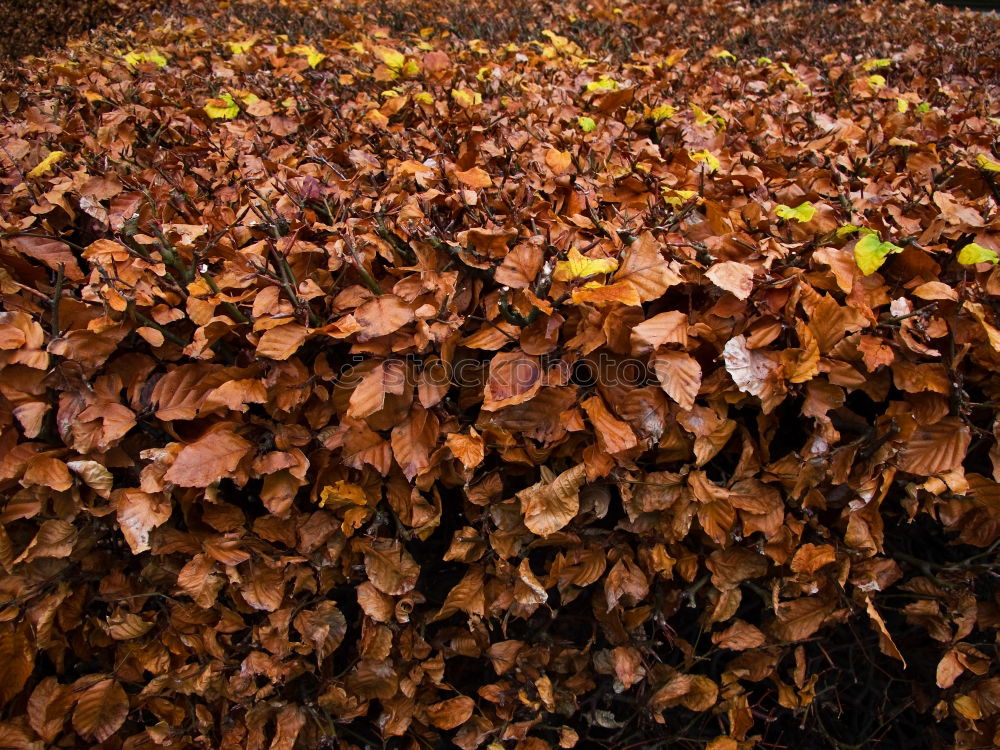 Waldboden Blatt