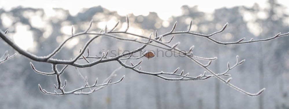 Image, Stock Photo Cold and clinking Icicle