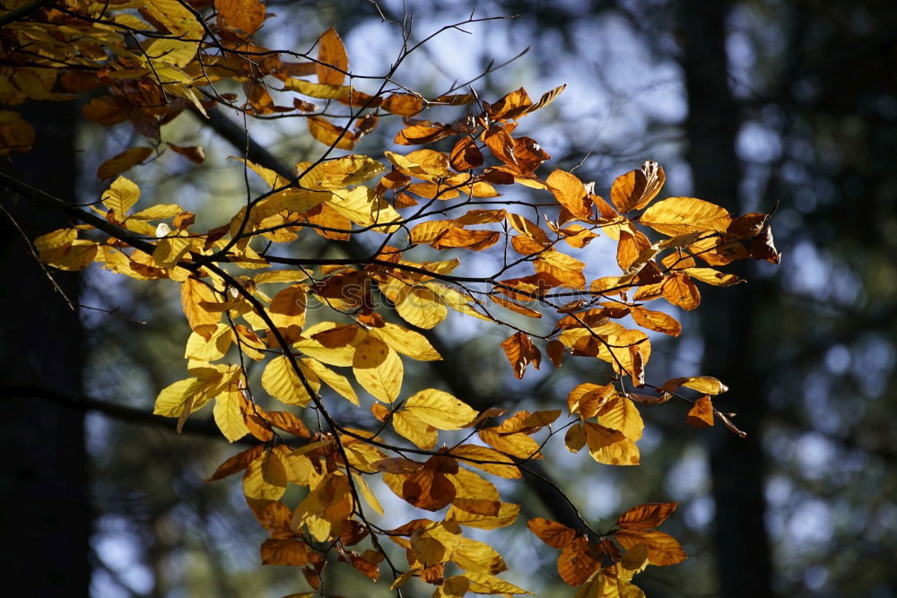 Similar – Blattgold Herbstlaub