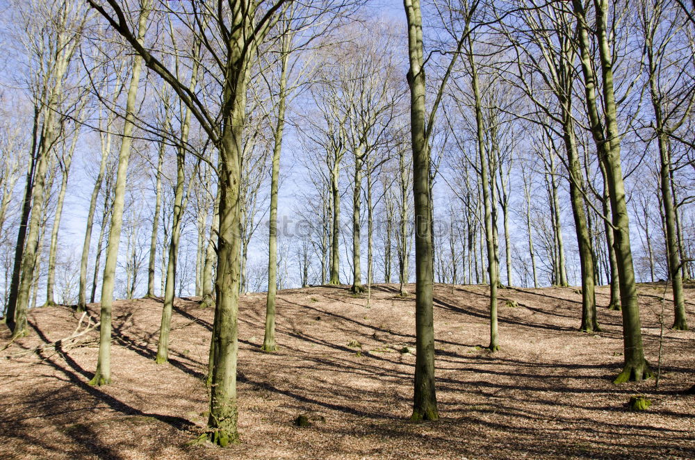 Similar – little wood Clump of trees