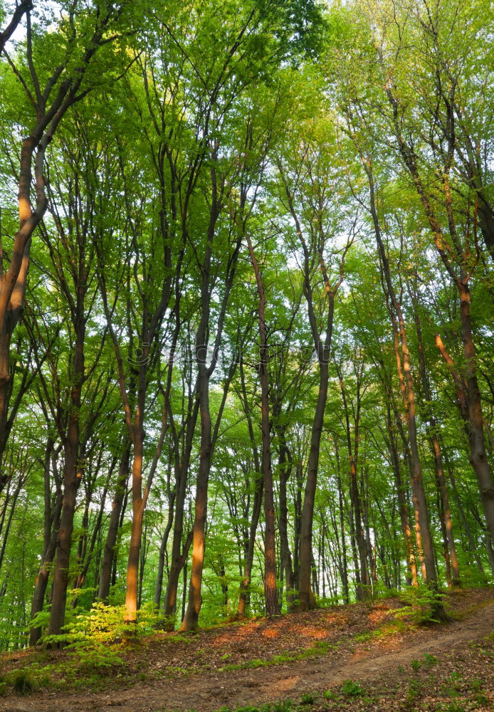 Image, Stock Photo Green mixed woods Forest