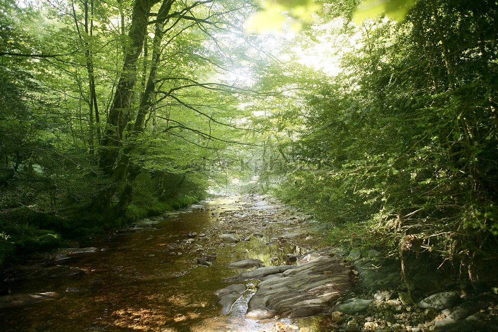 adventure in the magic forest