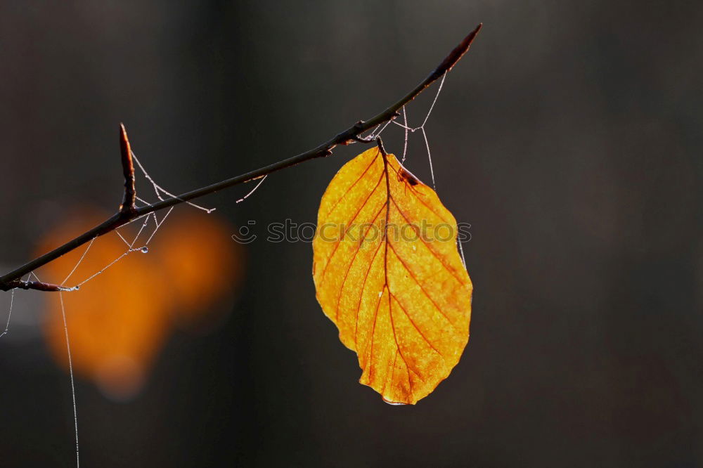 Similar – Image, Stock Photo spring lights Environment