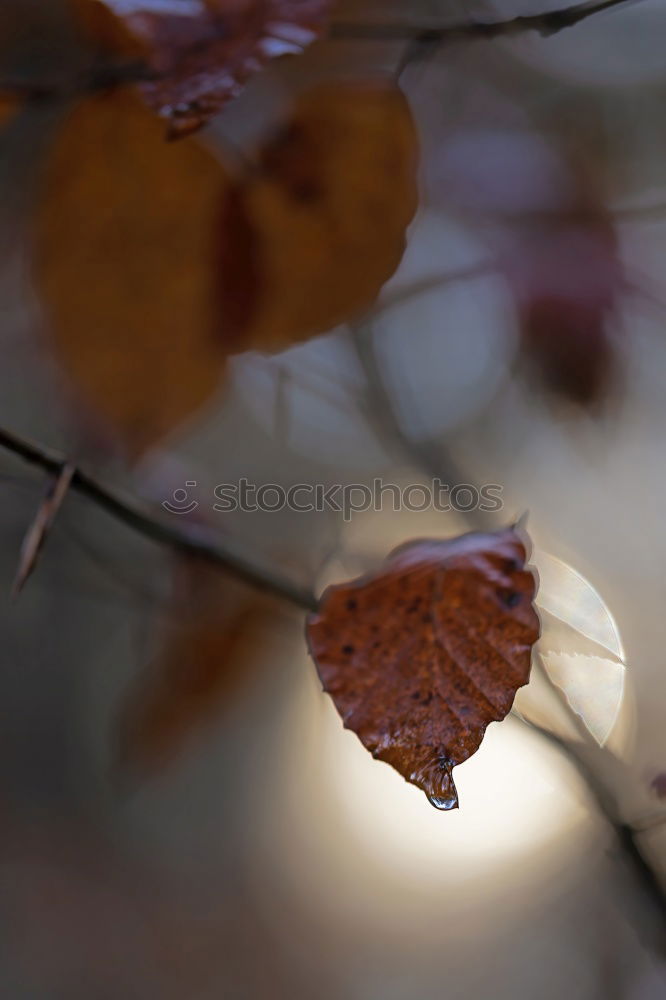 Similar – autumn Autumn leaves Leaf