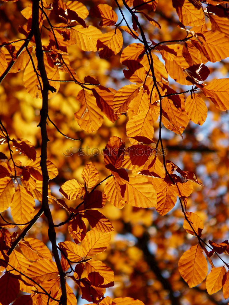 Similar – Image, Stock Photo spring festival