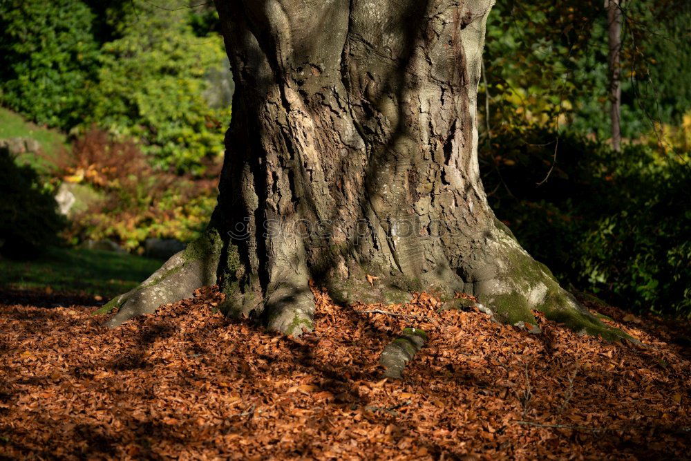 Similar – Foto Bild Herbstlicher Park Natur