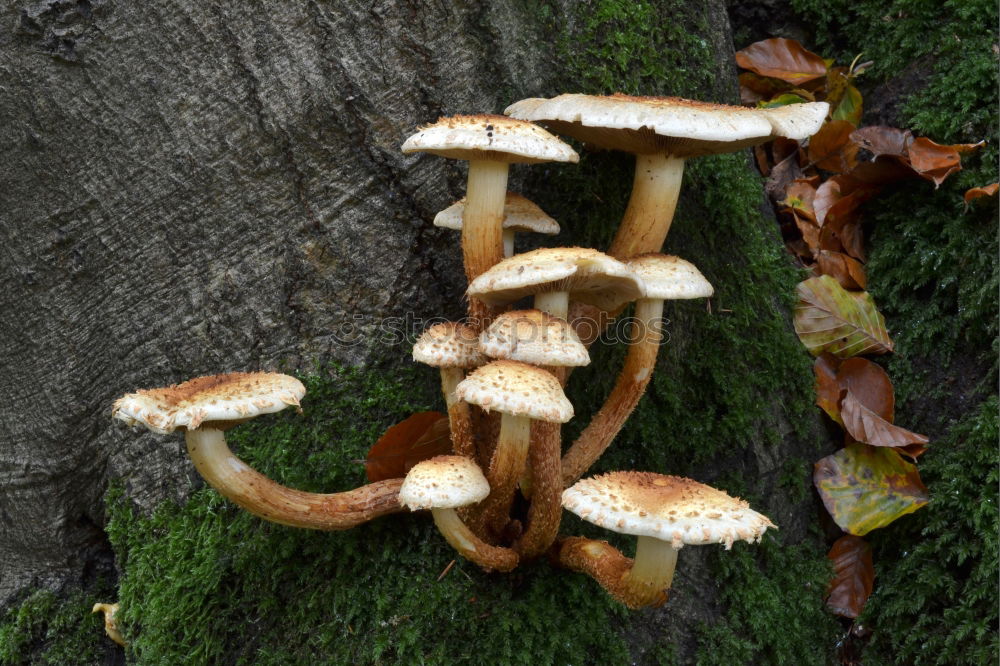 Similar – Image, Stock Photo traces of fungus Poison