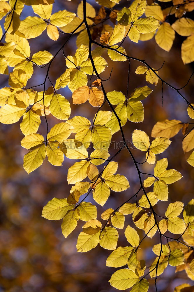 Similar – Blattgold Herbstlaub