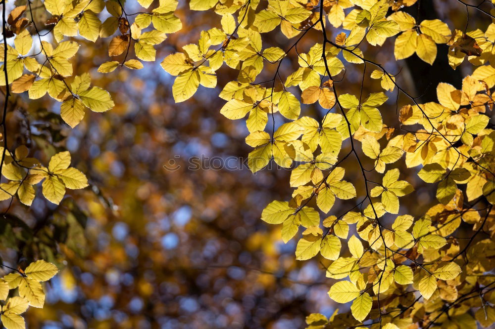 Similar – Image, Stock Photo Yellow! Environment Nature