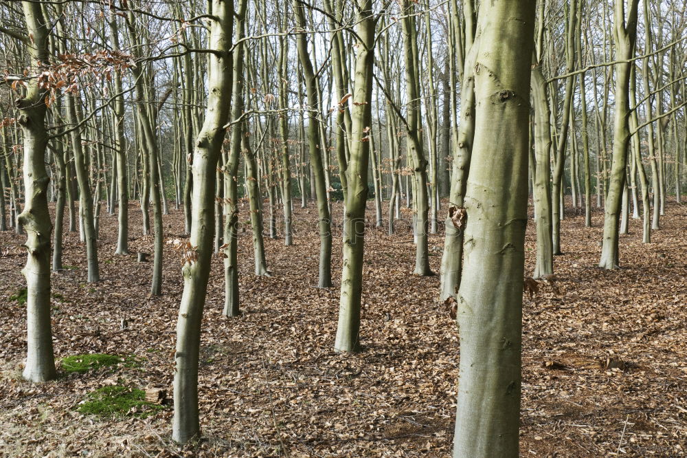 Similar – ghost forest Landscape