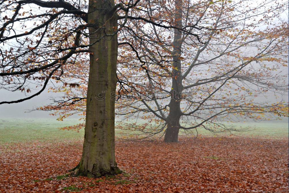 enchanted Autumn Fog Tree