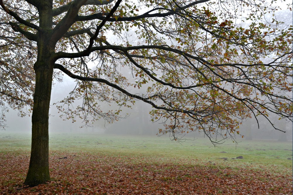 Similar – enchanted Autumn Fog Tree