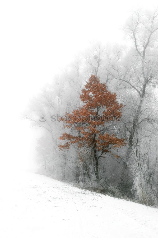 Similar – Cold autumn day Frame