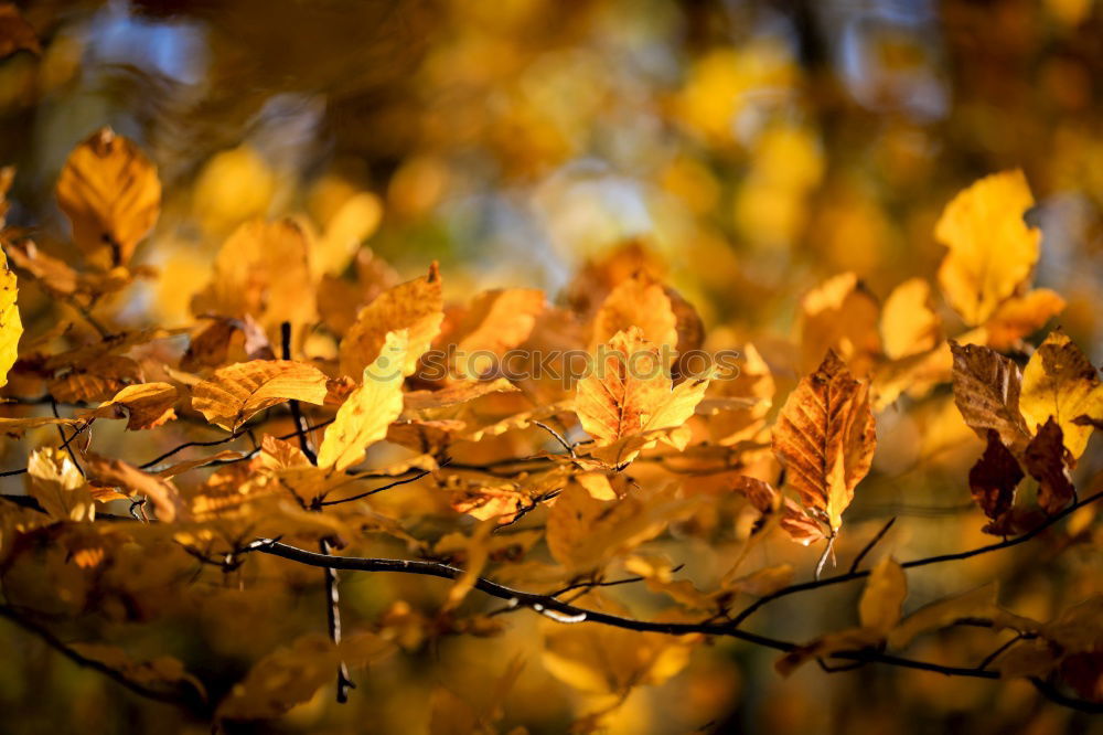 Similar – leaf photo Nature Autumn