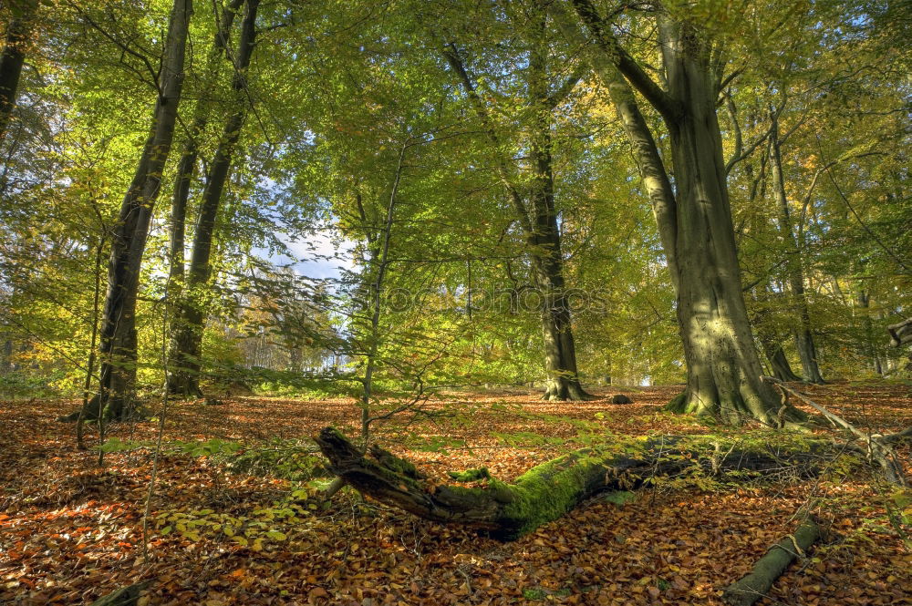 Similar – ghost forest Landscape