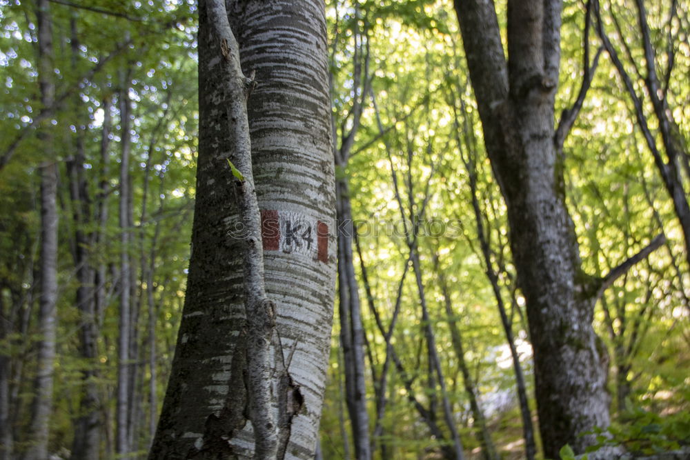 Similar – Image, Stock Photo Forest. Yellow arrow pointing down hangs from a tree with moss. Signpost
