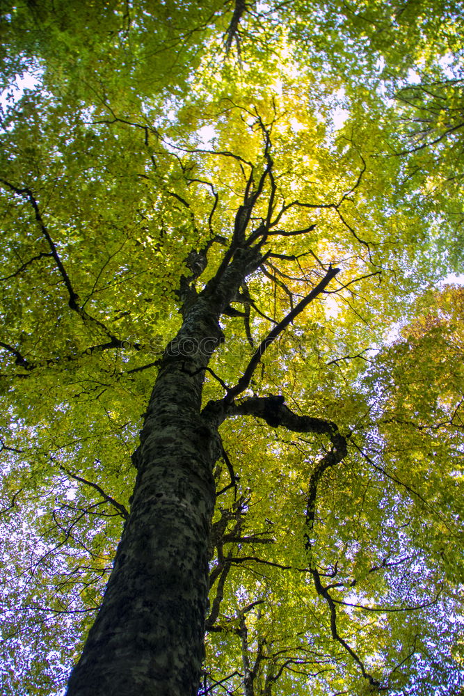 Similar – Jahreszeitgemäß Natur