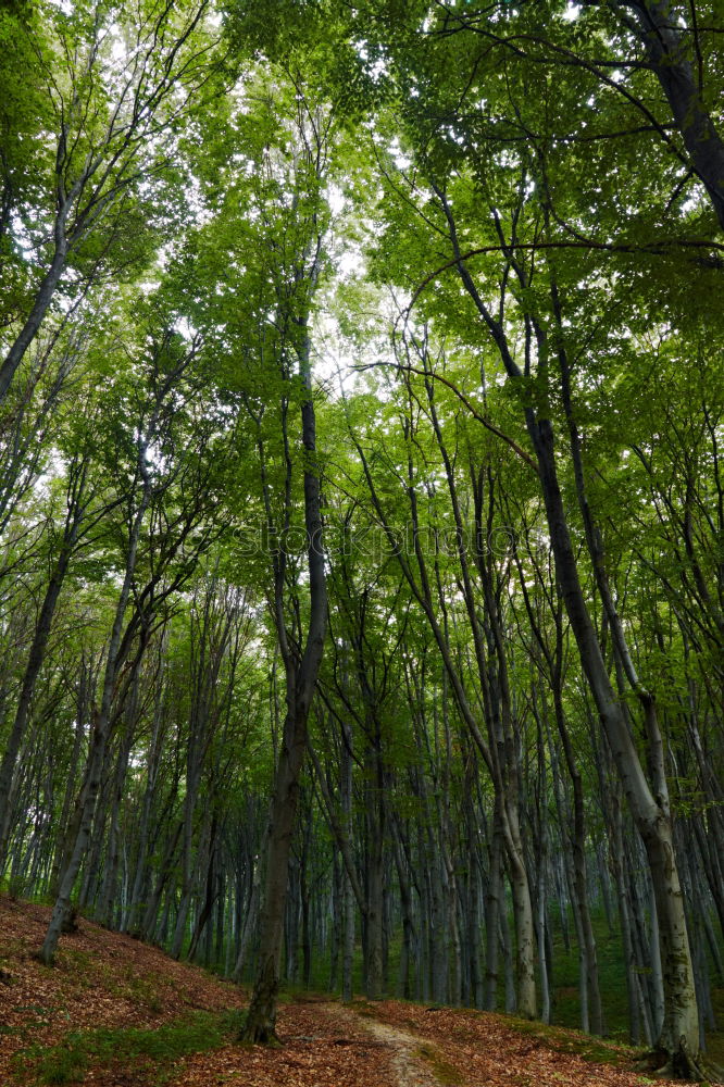 Similar – ghost forest Nature