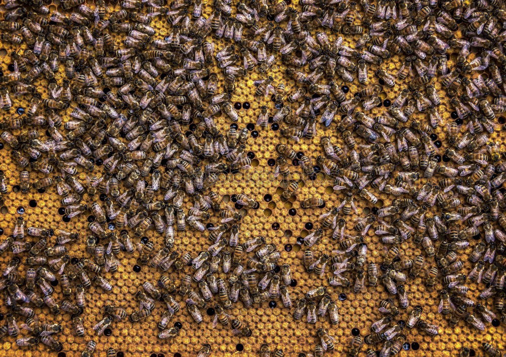 Bienen Bienenwaben Wabe