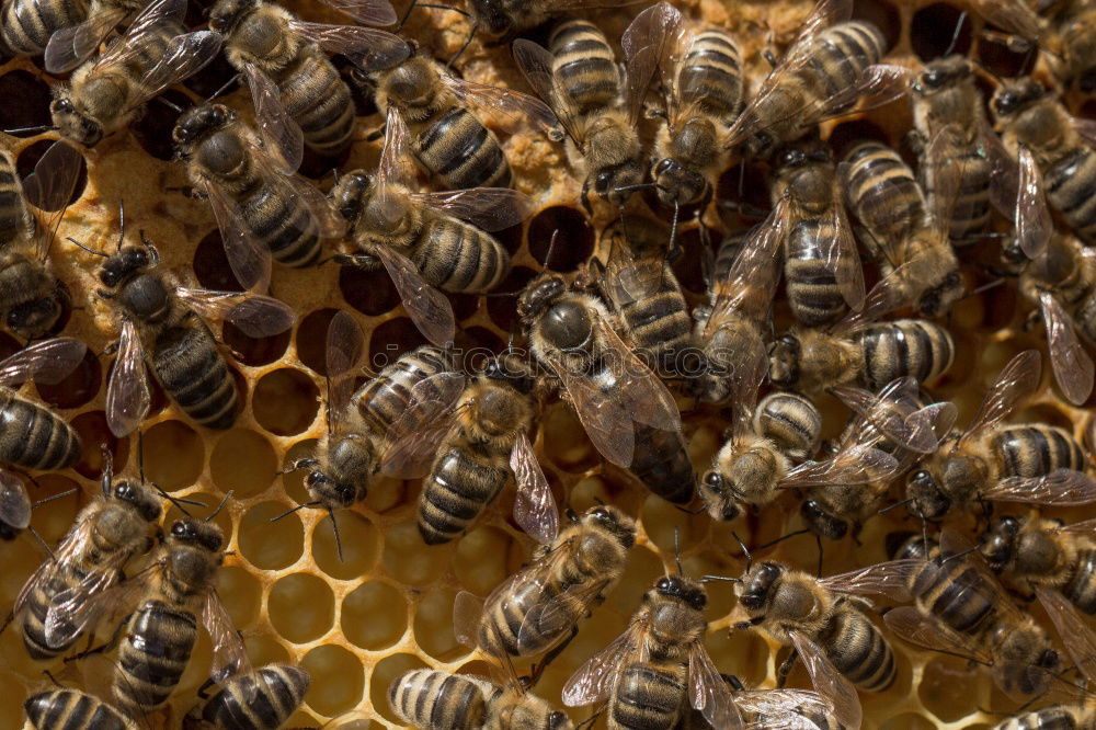 Similar – Honey bees, bee; Apis; mellifera