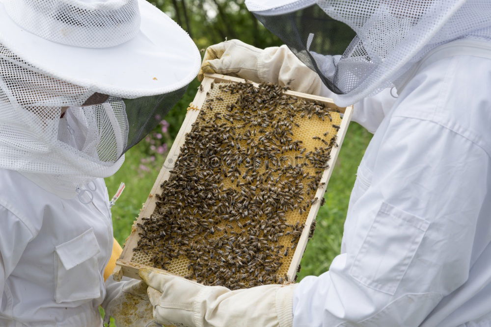 Similar – Image, Stock Photo Beekeeper working collect honey.