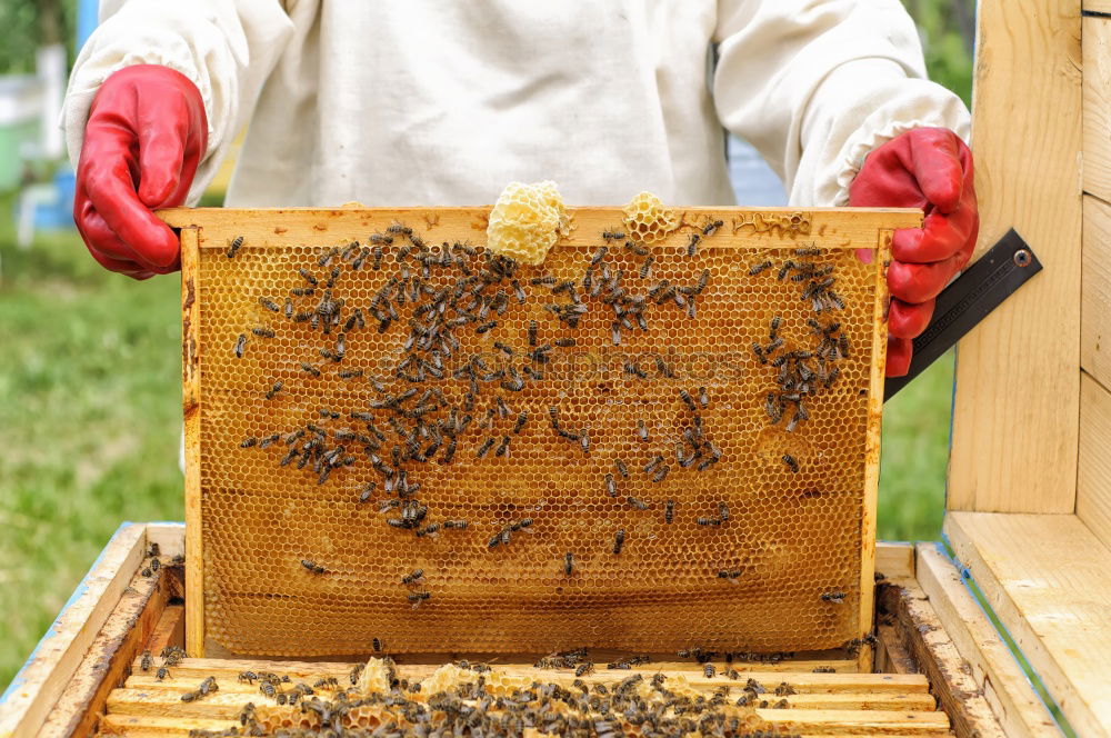 Similar – Image, Stock Photo Beekeeper and his bees