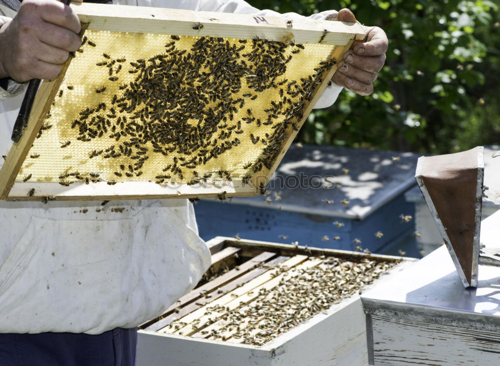 Similar – Image, Stock Photo Beekeeper with gloves and veil controls his beehive and searches for queen cells