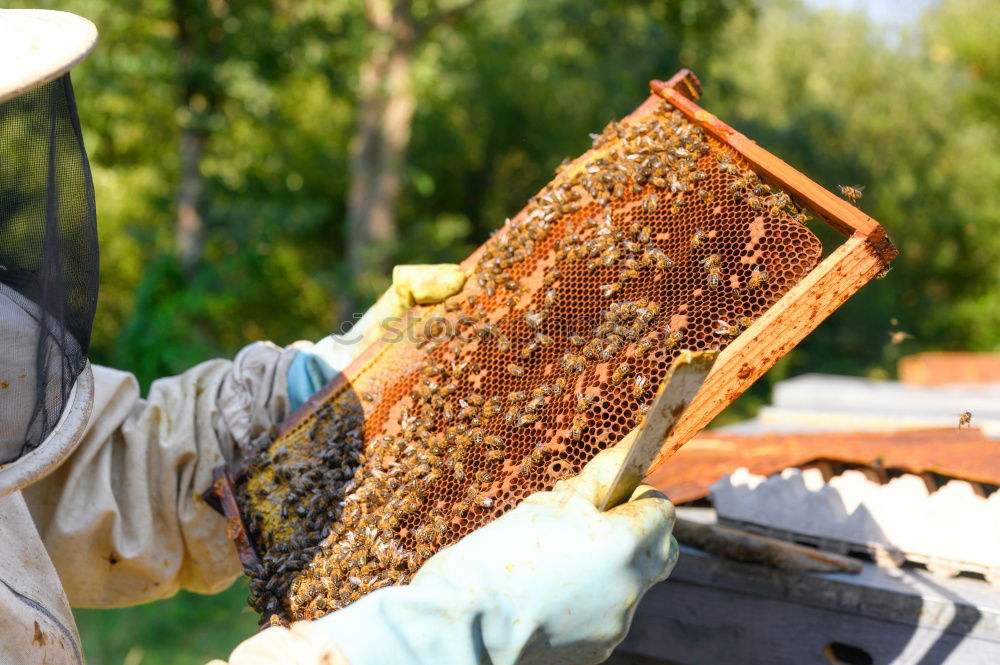 Similar – Image, Stock Photo Beekeeper working collect honey.