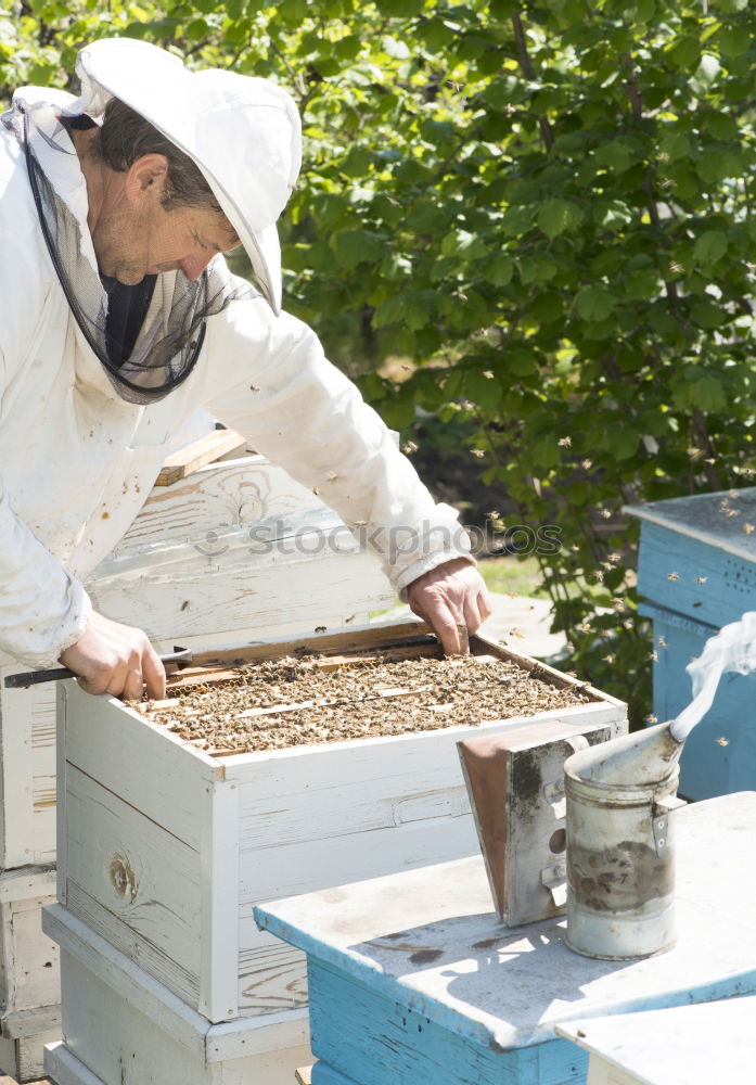 Similar – Image, Stock Photo Beekeeper with gloves and veil controls his beehive and searches for queen cells