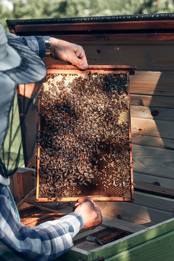 Similar – Image, Stock Photo Beekeeper working collect honey.