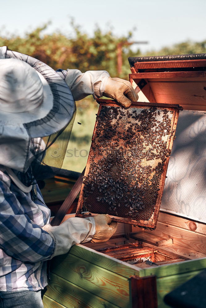 Similar – Image, Stock Photo Beekeeper working collect honey.