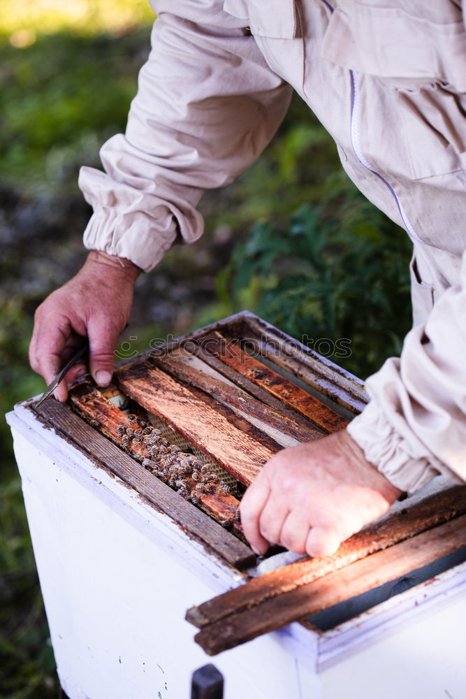 Similar – Image, Stock Photo Beekeeper working collect honey.