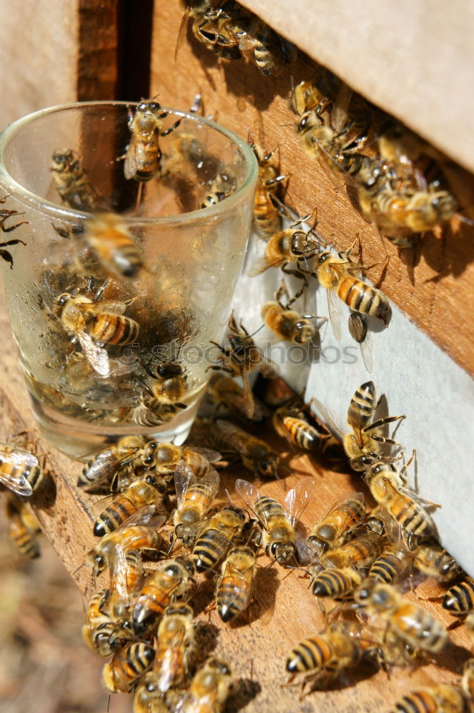 Similar – bienenstich Lebensmittel