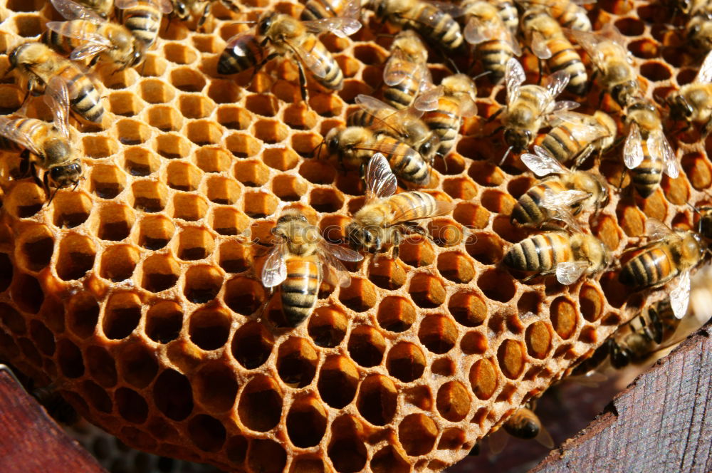 Similar – Image, Stock Photo Hive with bees. Beekeeping.